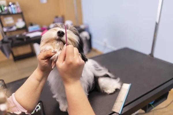 Understanding and Addressing Your Dog’s Limping